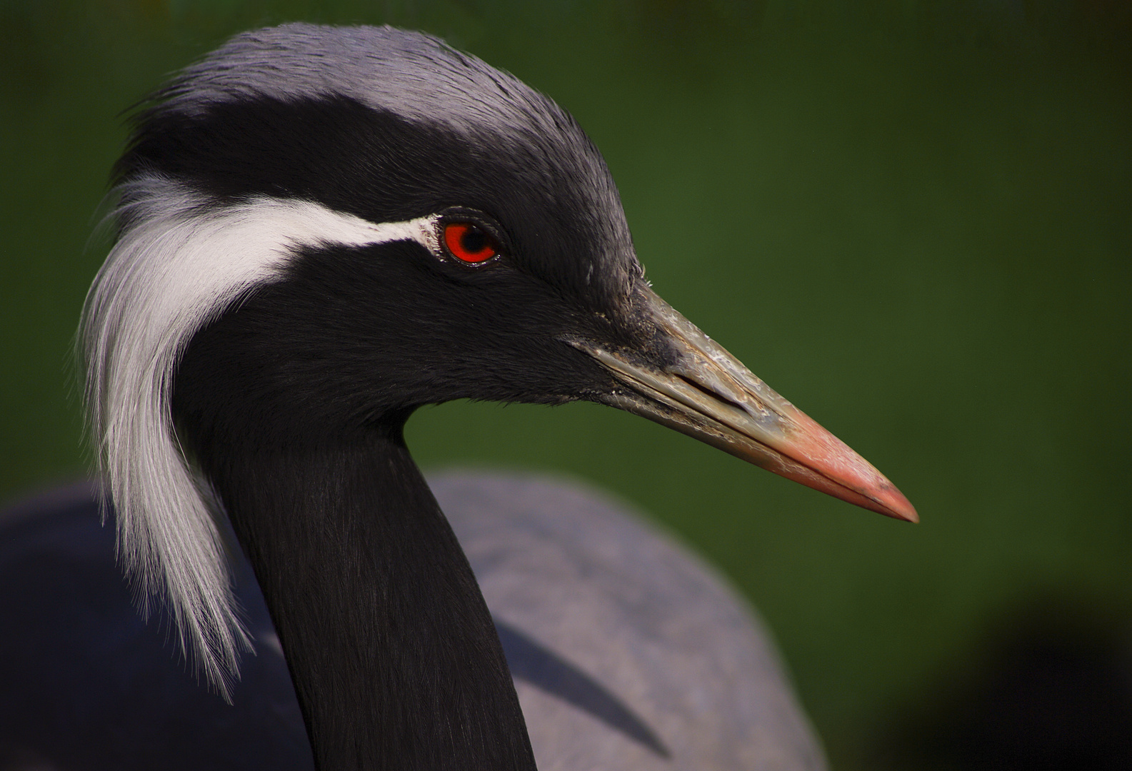 Gracieuse ! (Grus virgo, grue demoiselle)