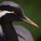 Gracieuse ! (Grus virgo, grue demoiselle)