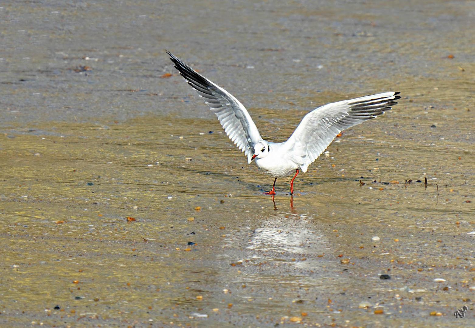 Gracieuse la mouette rieuse