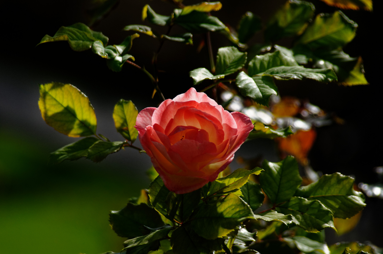 ...grad die späten Rosen blühen oft am schönsten...