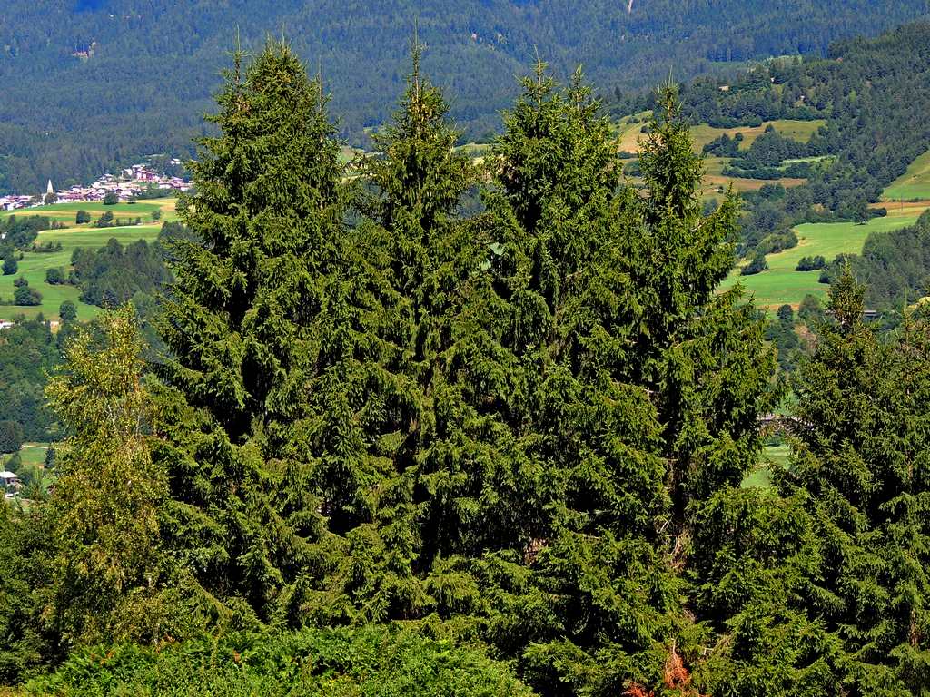 Gradazioni di verde