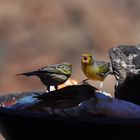 Grade als Kanarienvogel muss man auch mal den Schnabel weit aufreißen