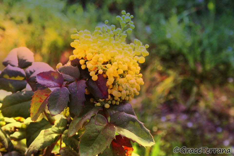 Gradient Flower.