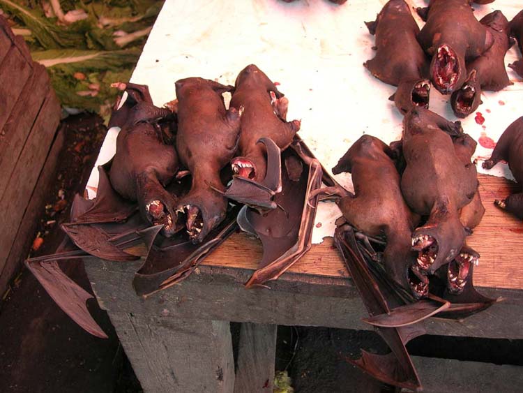 Gradite un pipistrello?