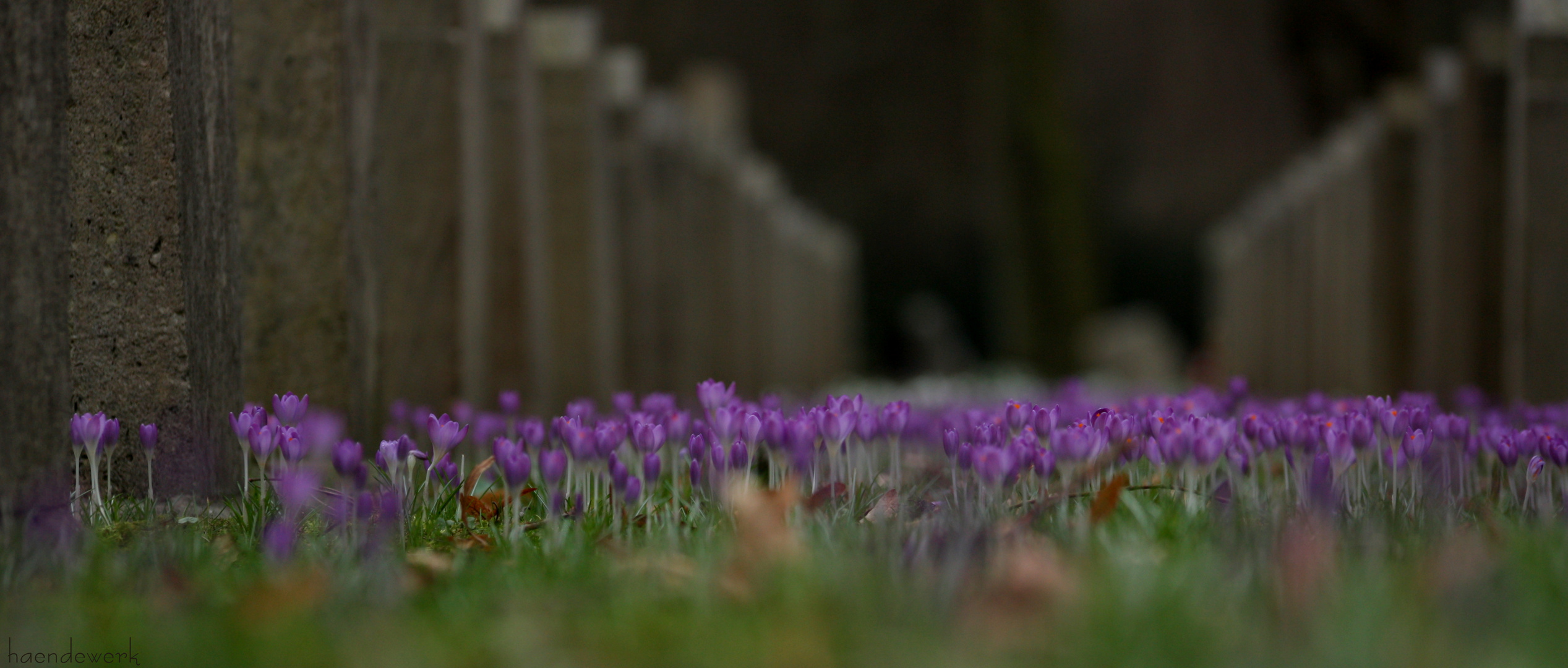 Gräberfeldfrühling