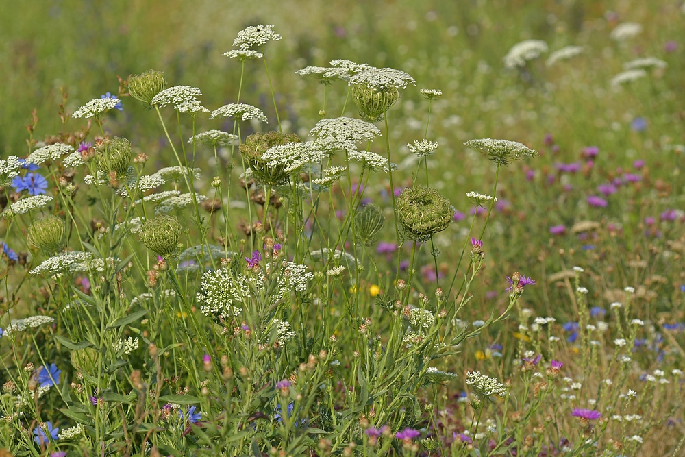 Gräfenhäuser Sommerwiese