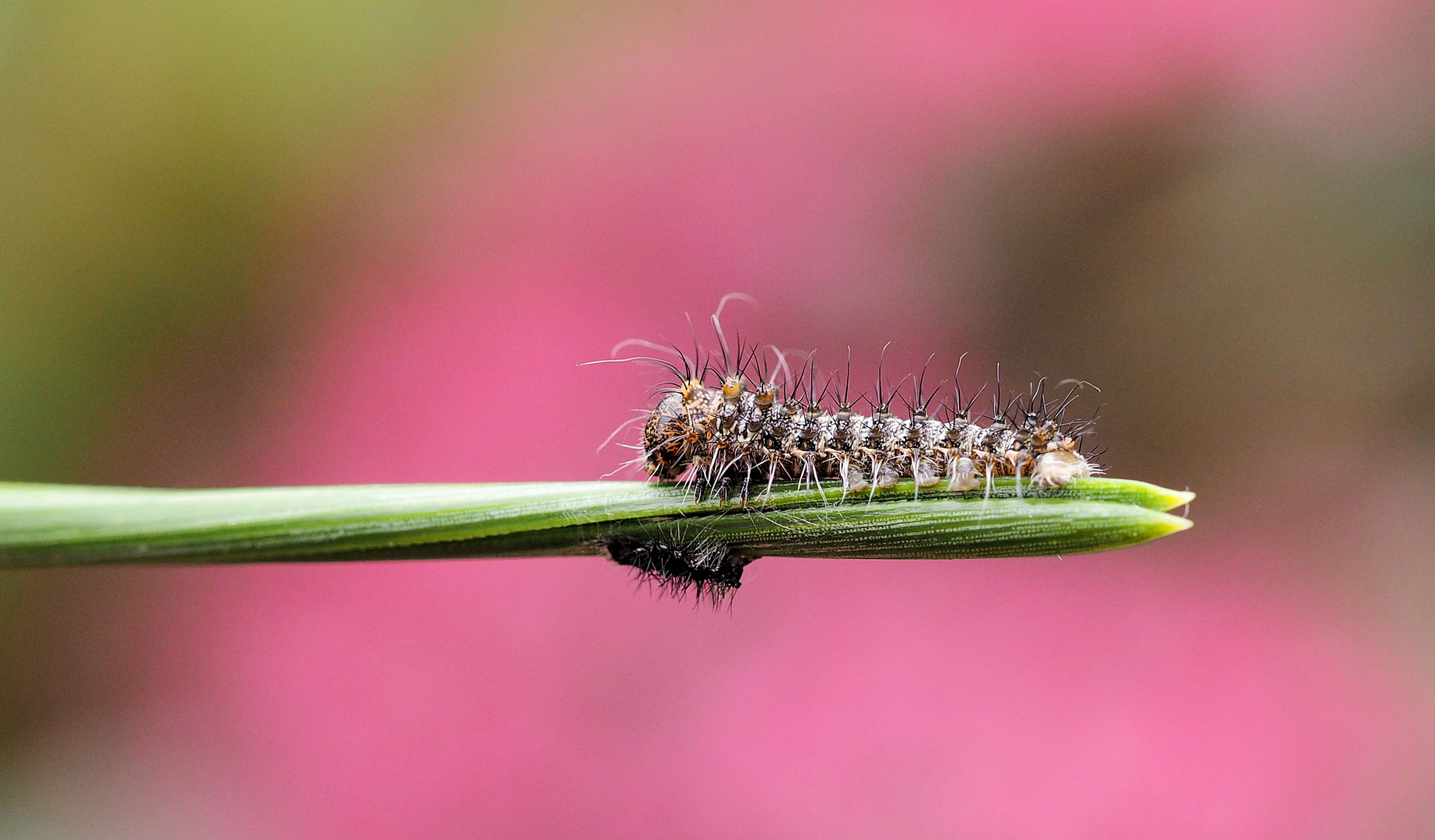 Graellsia isabellae