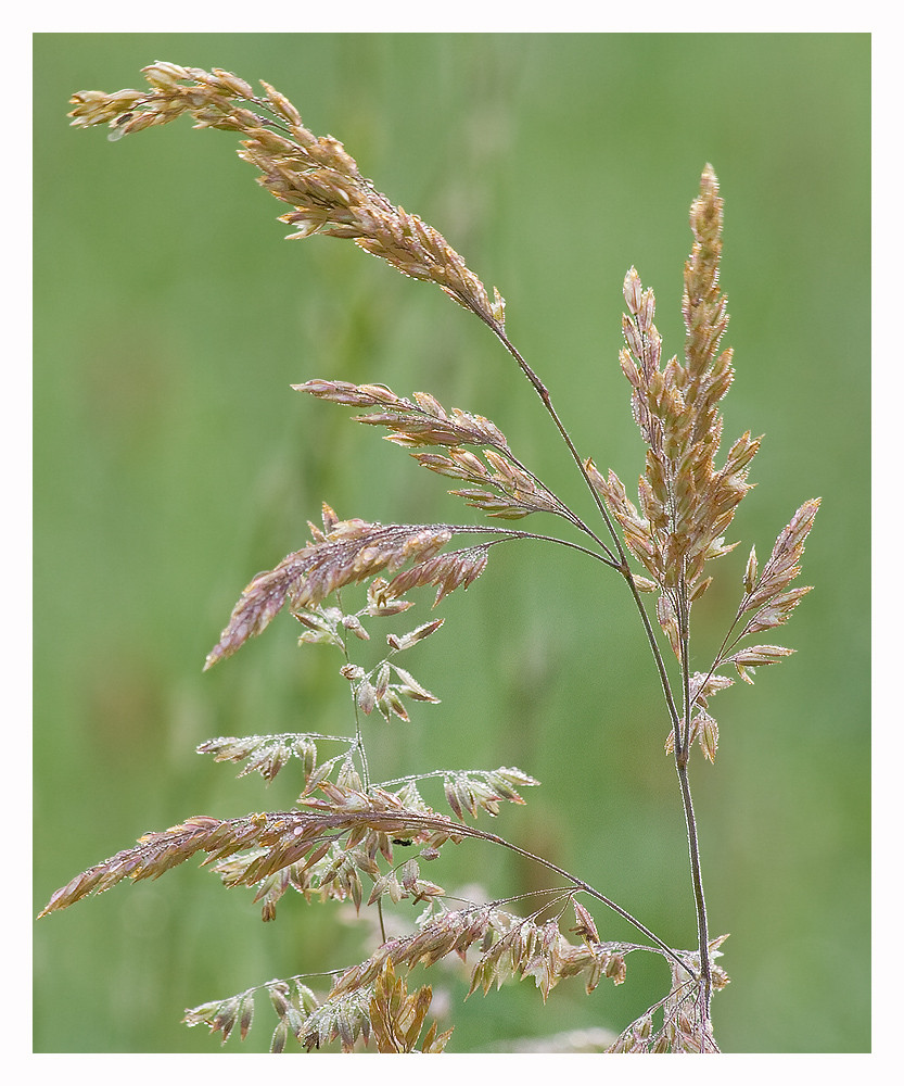 Gräser Foto & Bild pflanzen, pilze & flechten, gräser, natur Bilder