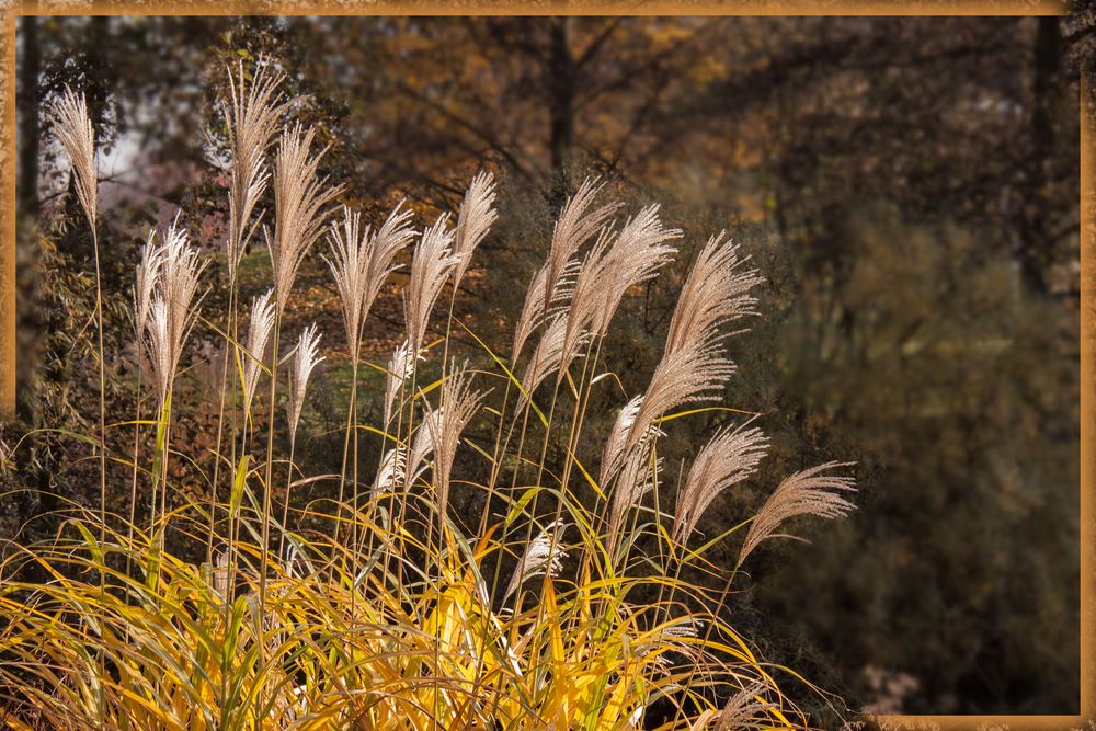 GRÄSER Foto & Bild jahreszeiten, herbst, landschaften ii Bilder auf