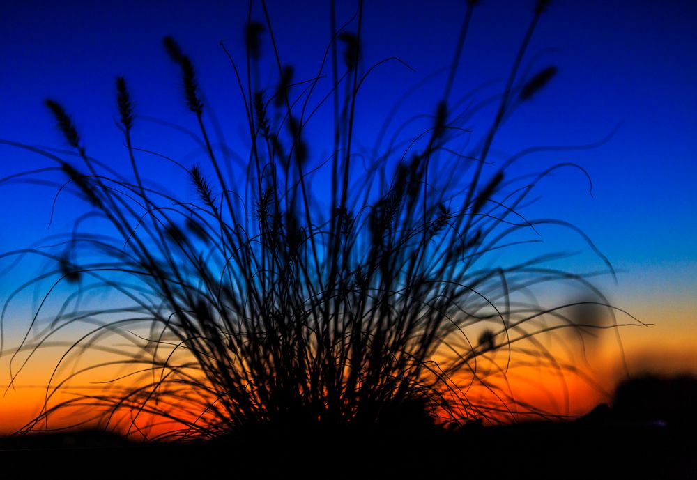 Gräser am Abend