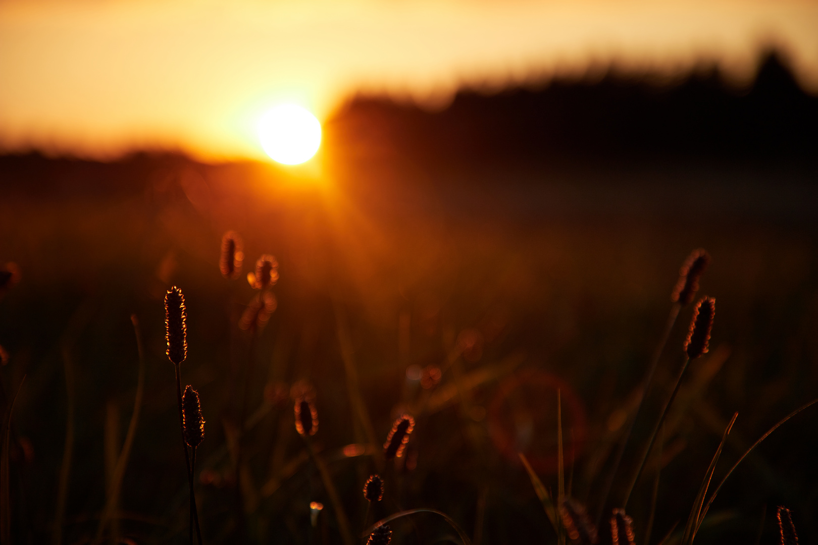 Gräser am Abend