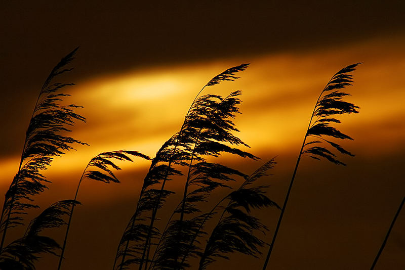 Gräser am Abend