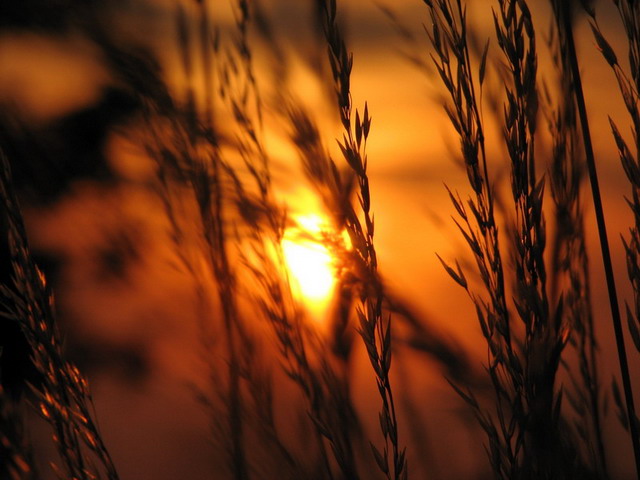 Gräser am Abend