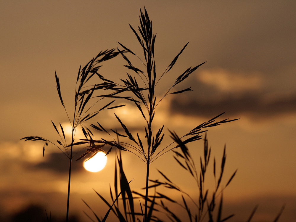 Gräser am Abend