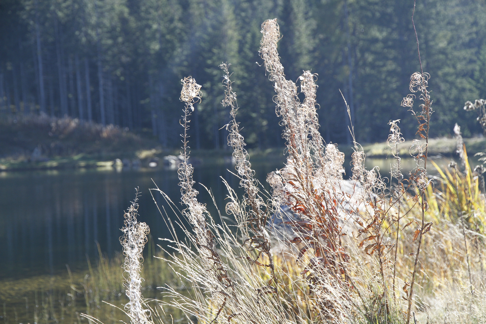 Gräser am Almsee