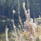 Gräser am Almsee