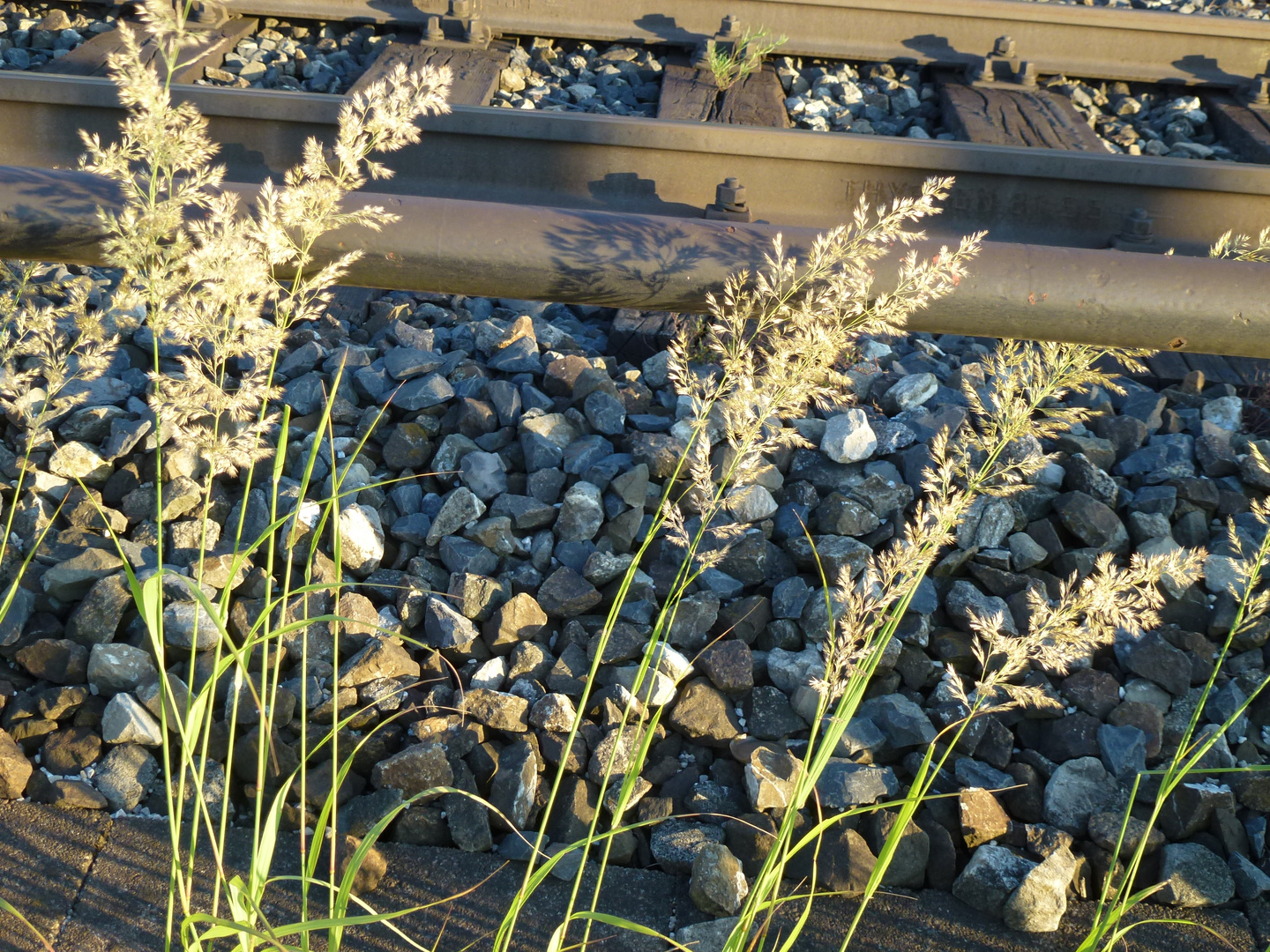 Gräser am Bahndamm