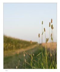 Gräser am Feldrand