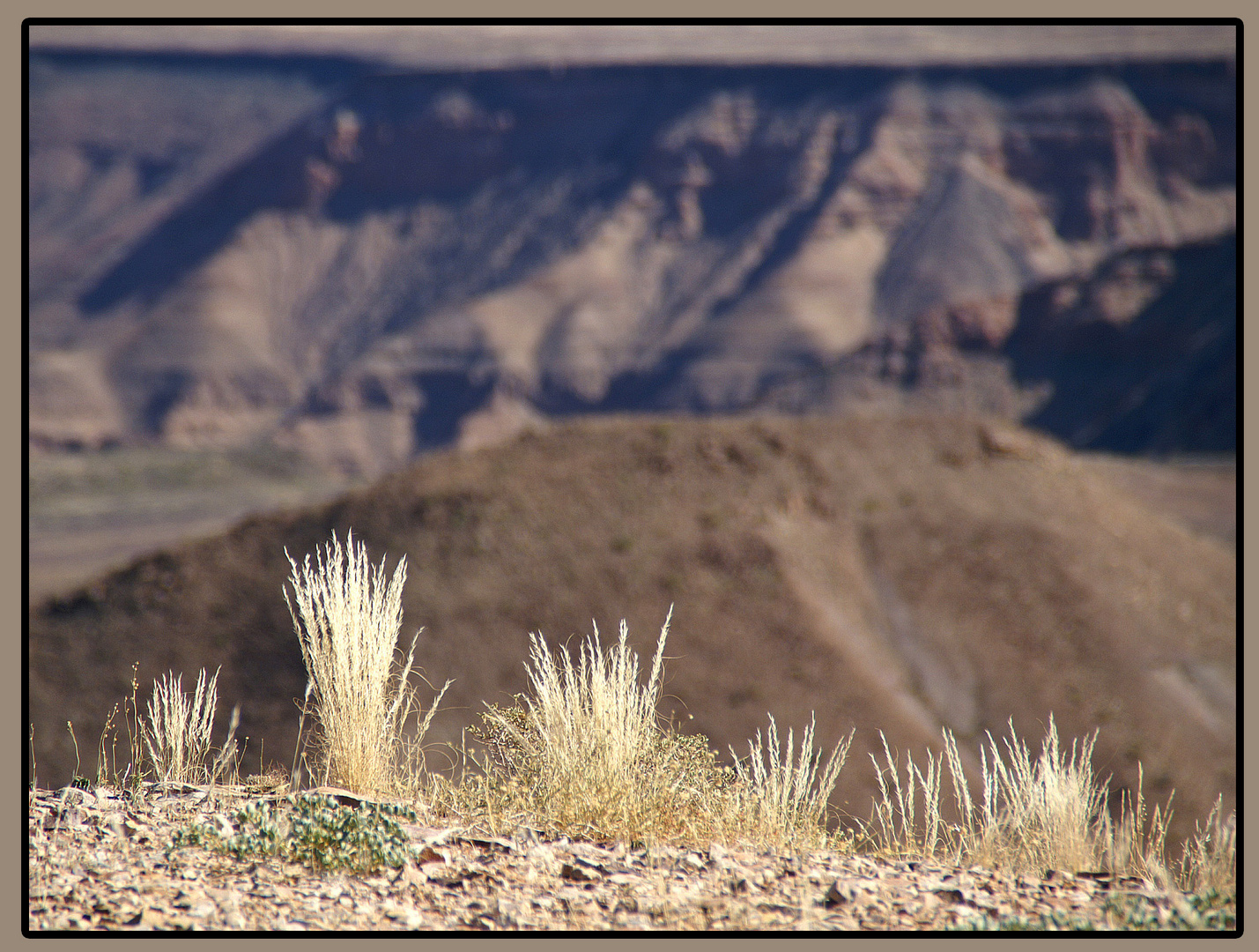 Gräser am Fish River Canyon