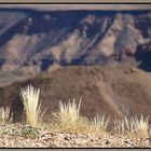 Gräser am Fish River Canyon