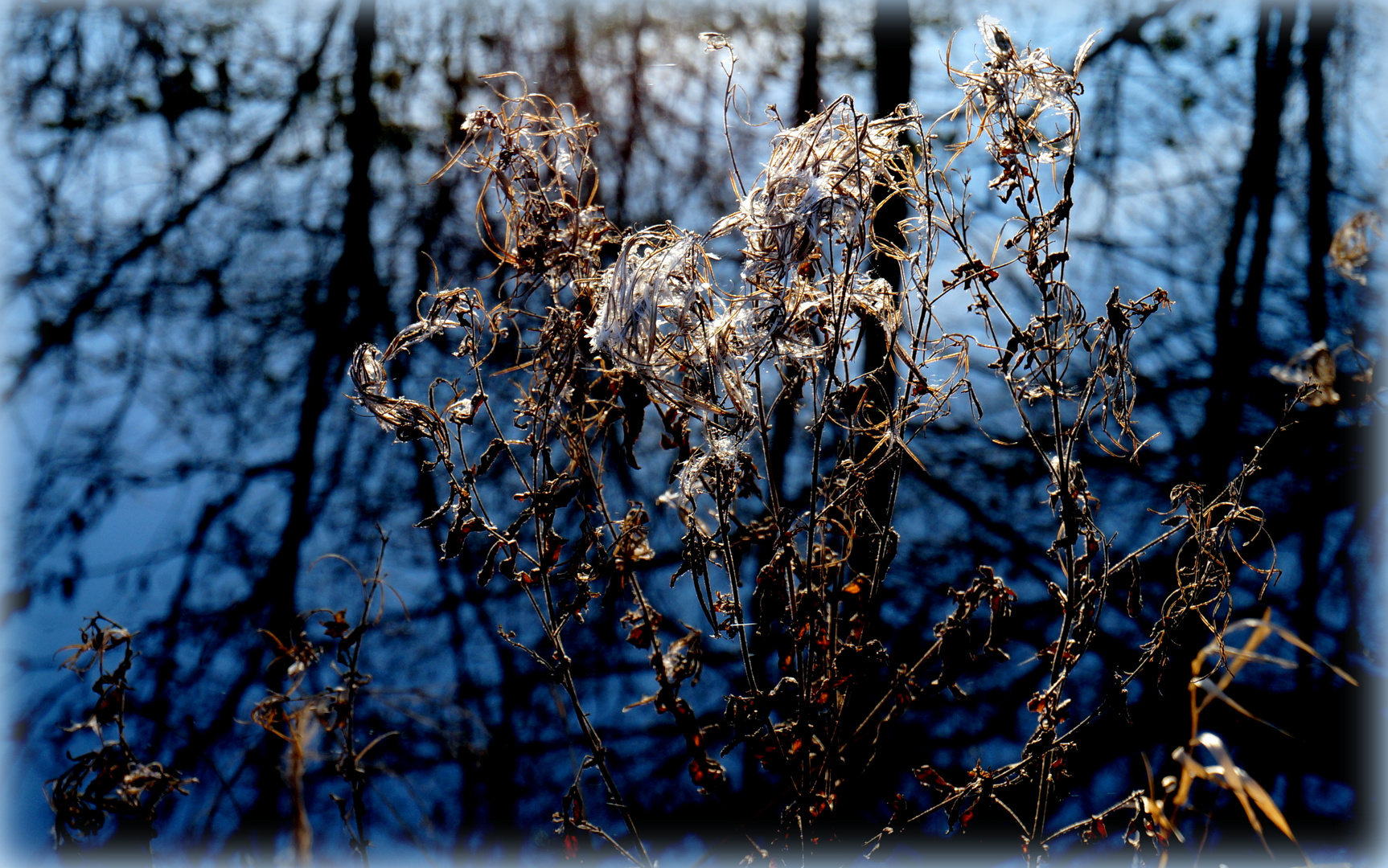 Gräser am Fluss