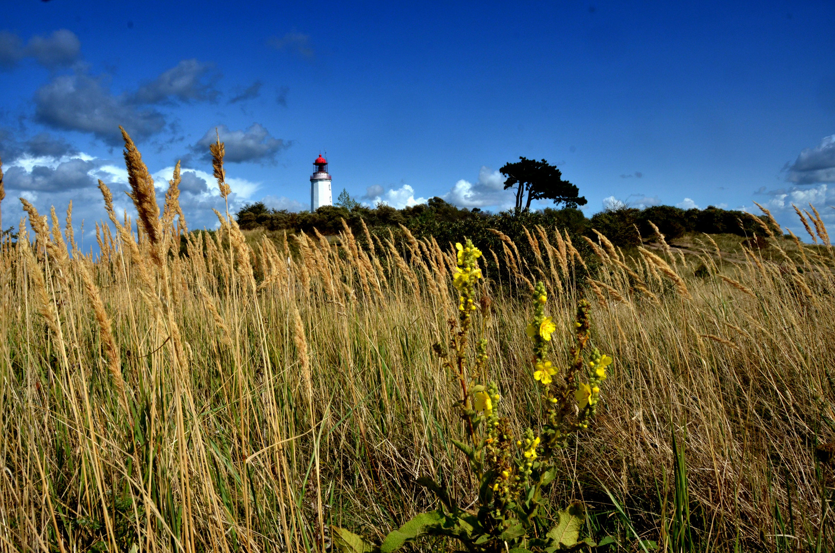 Gräser am Leuchtturm 