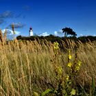 Gräser am Leuchtturm 