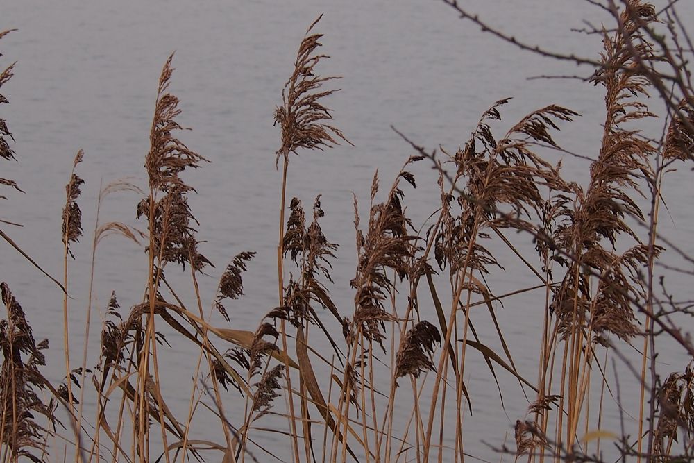 Gräser am Natursee