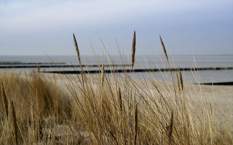 Gräser am Ostseestrand