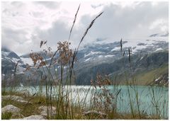 Gräser am See