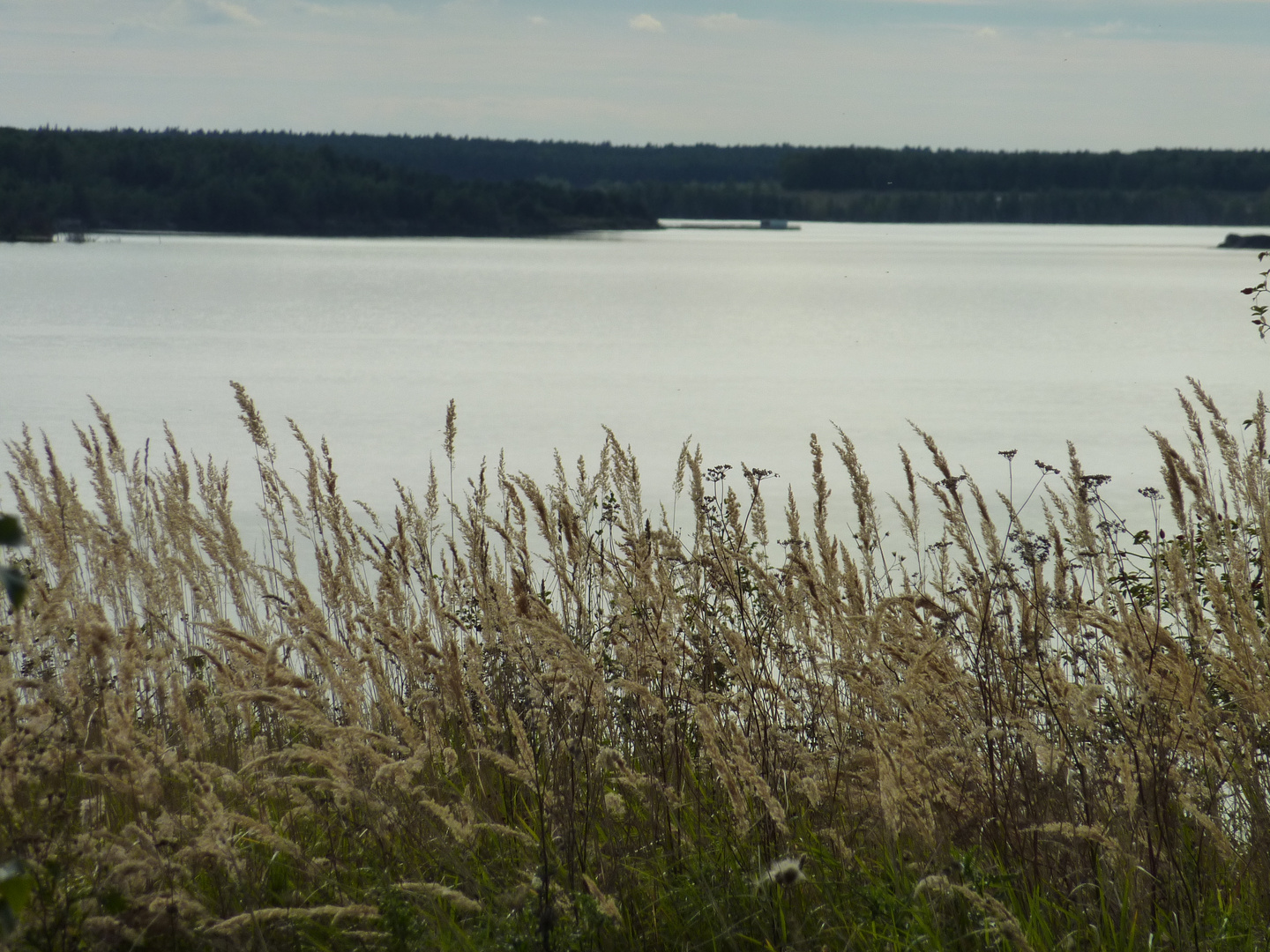 Gräser am See