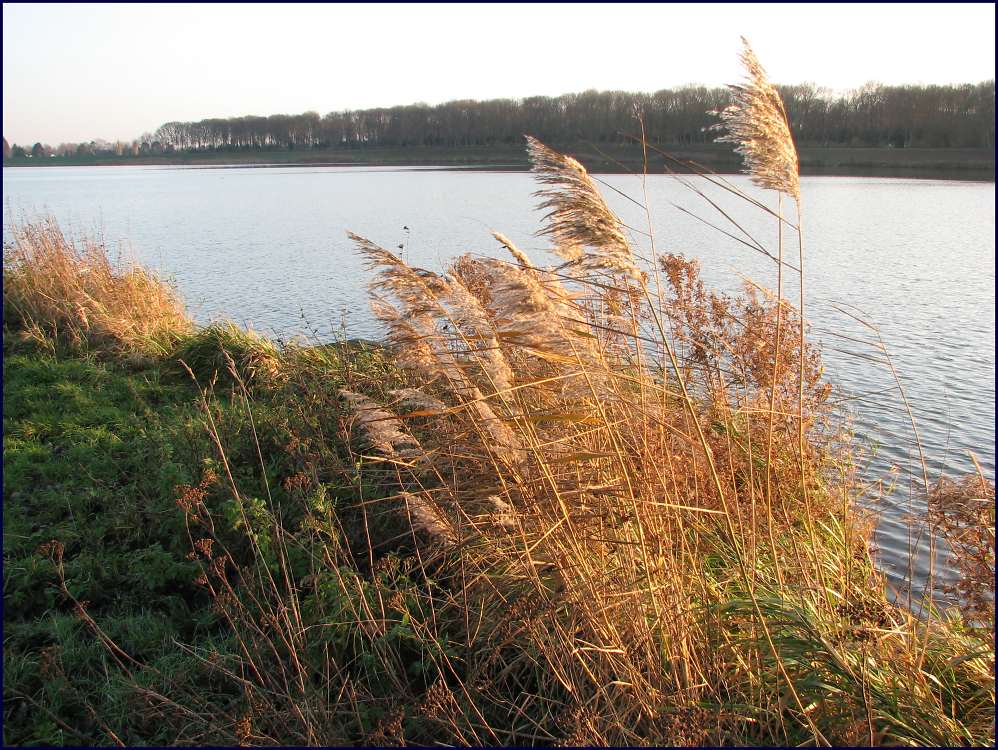 Gräser am See