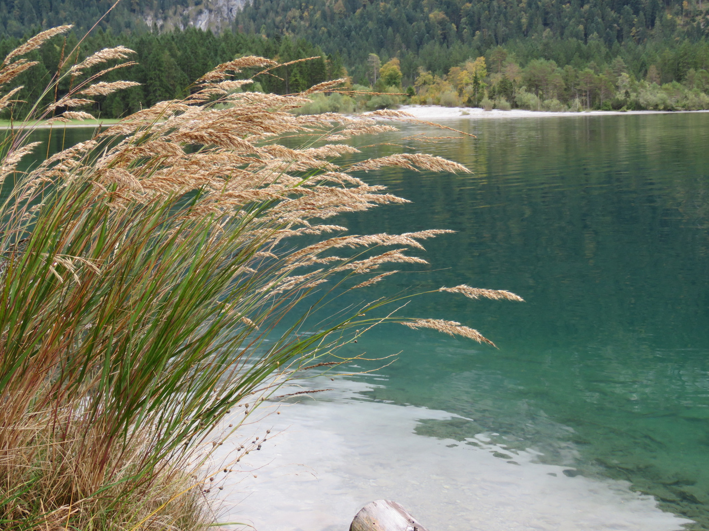 Gräser am See