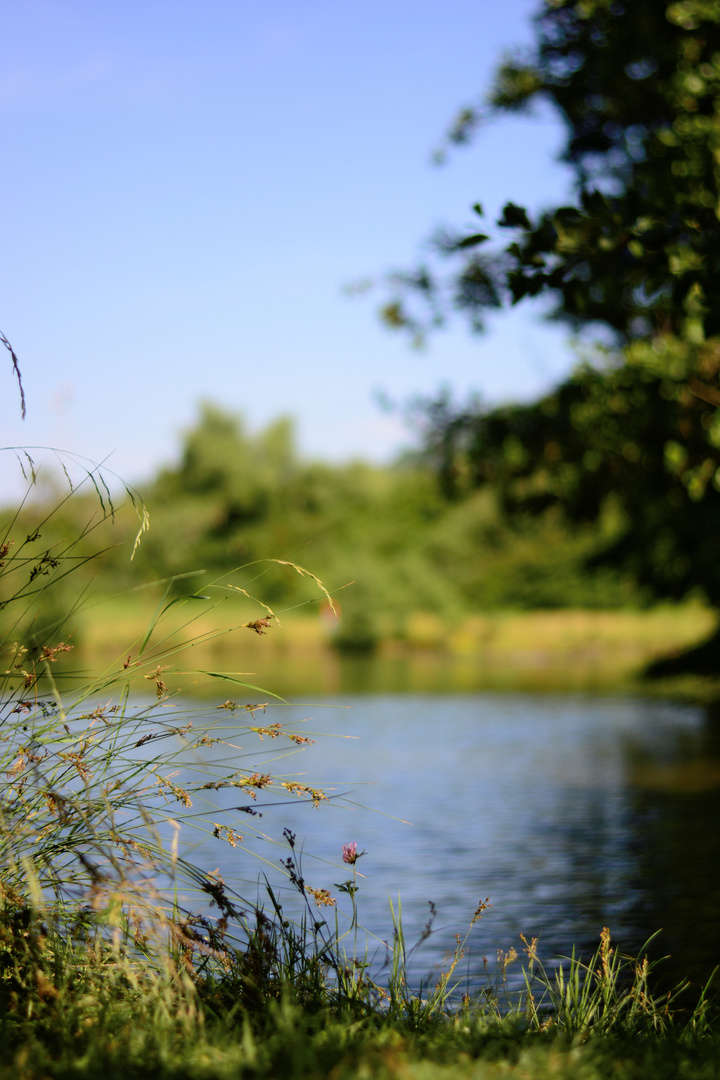 - Gräser am See -