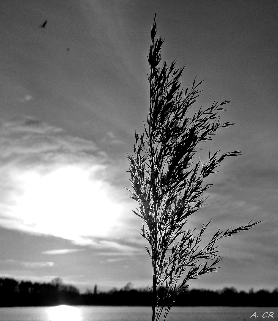 Gräser am See