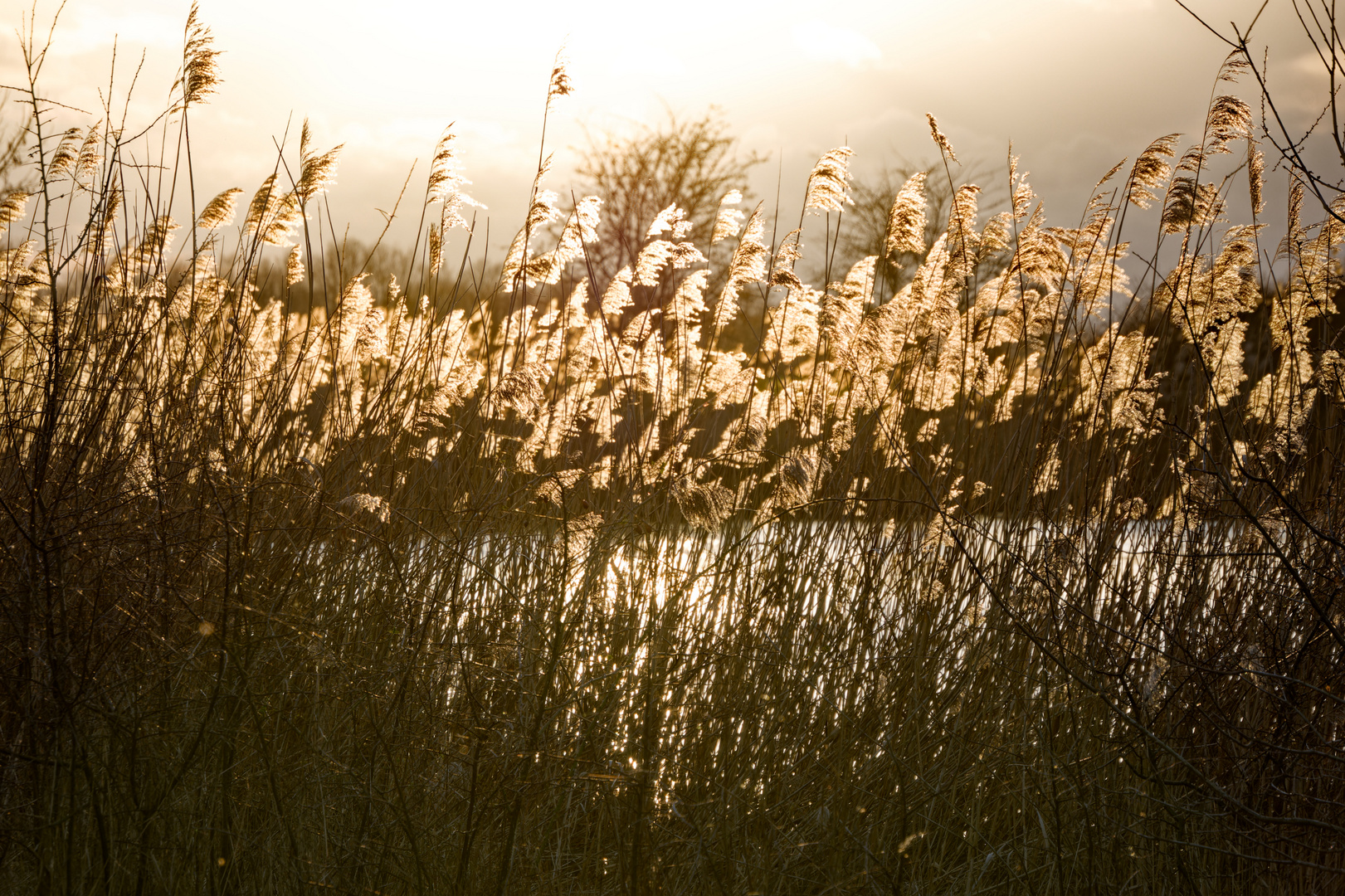 Gräser am See im Gegenlicht