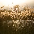 Gräser am See im Gegenlicht