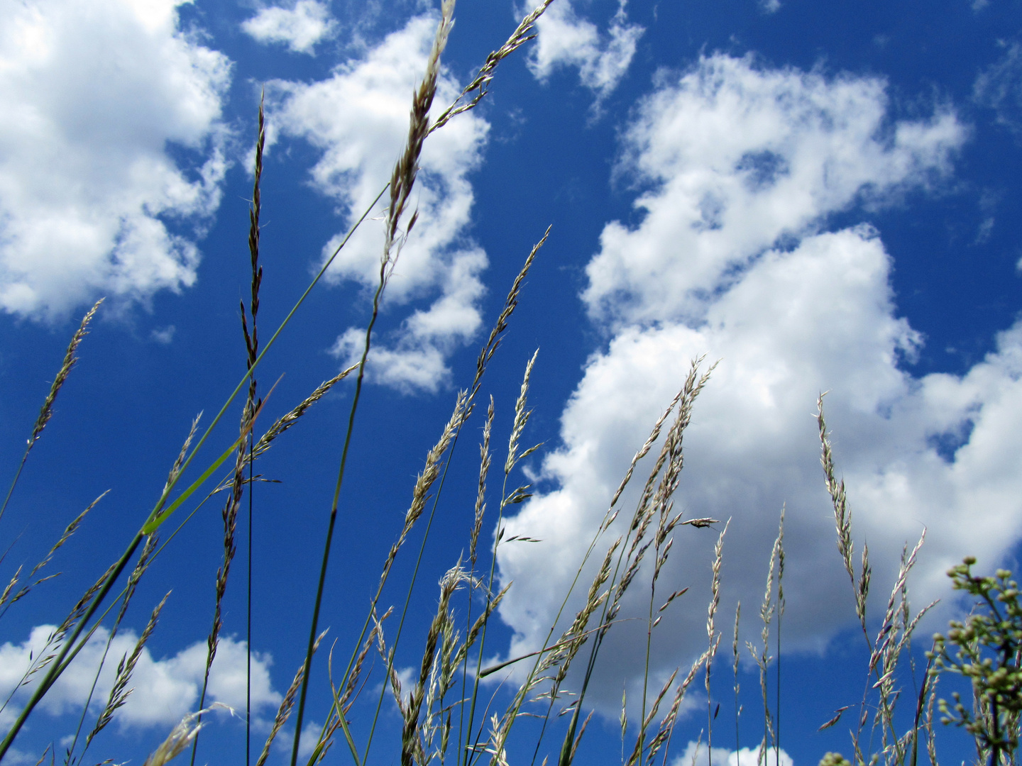 Gräser am Sommerhimmel