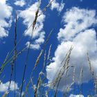 Gräser am Sommerhimmel