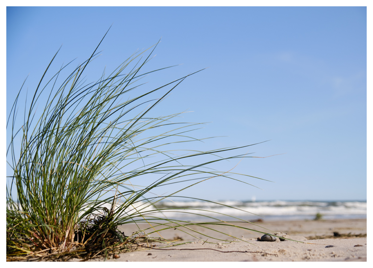 Gräser am Strand 