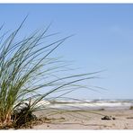 Gräser am Strand 