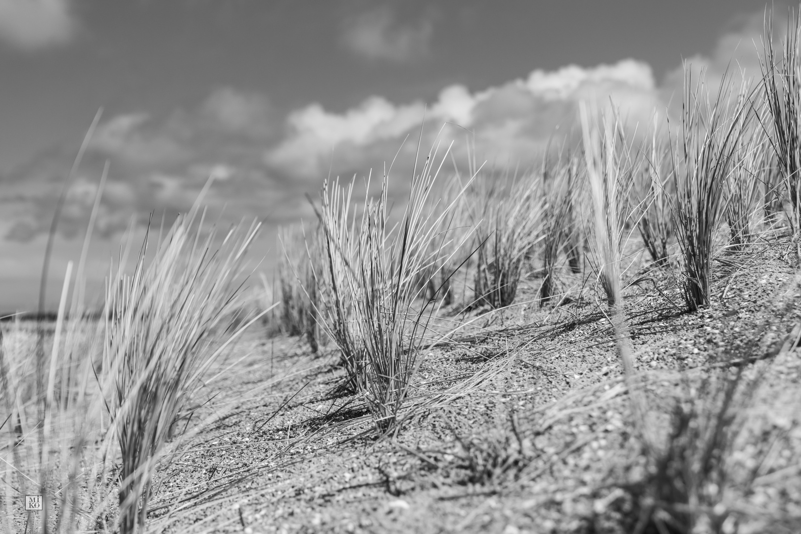 Gräser am Strand