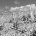 Gräser am Strand