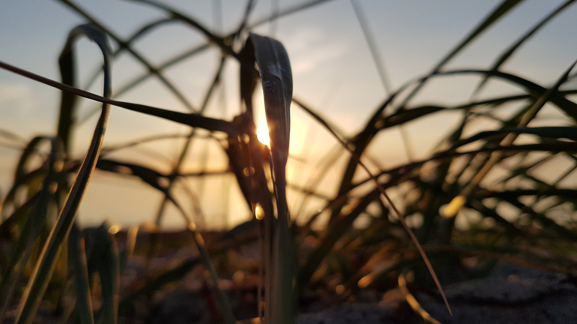 Gräser am Strand