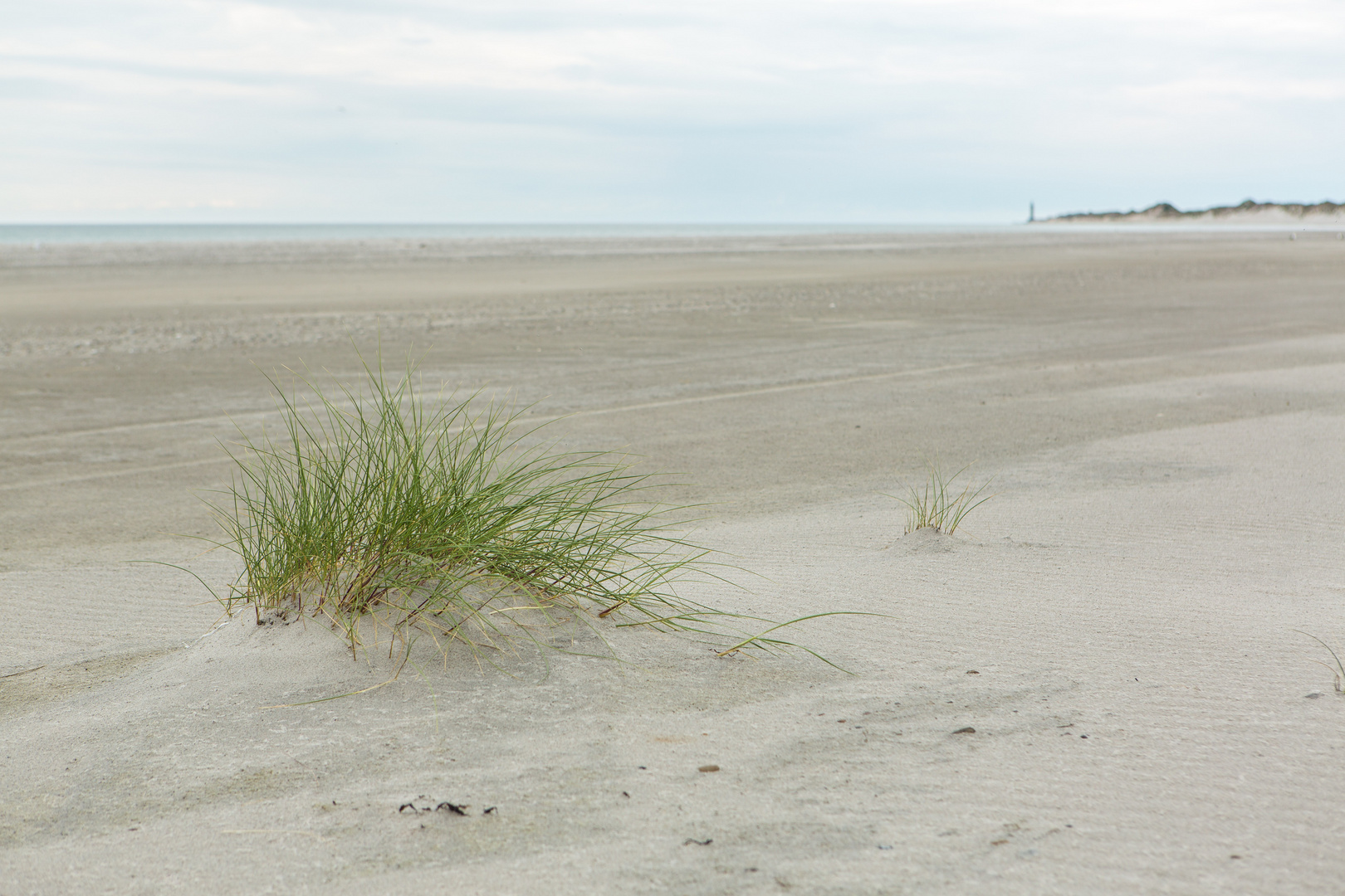 Gräser am Strand von Anholt