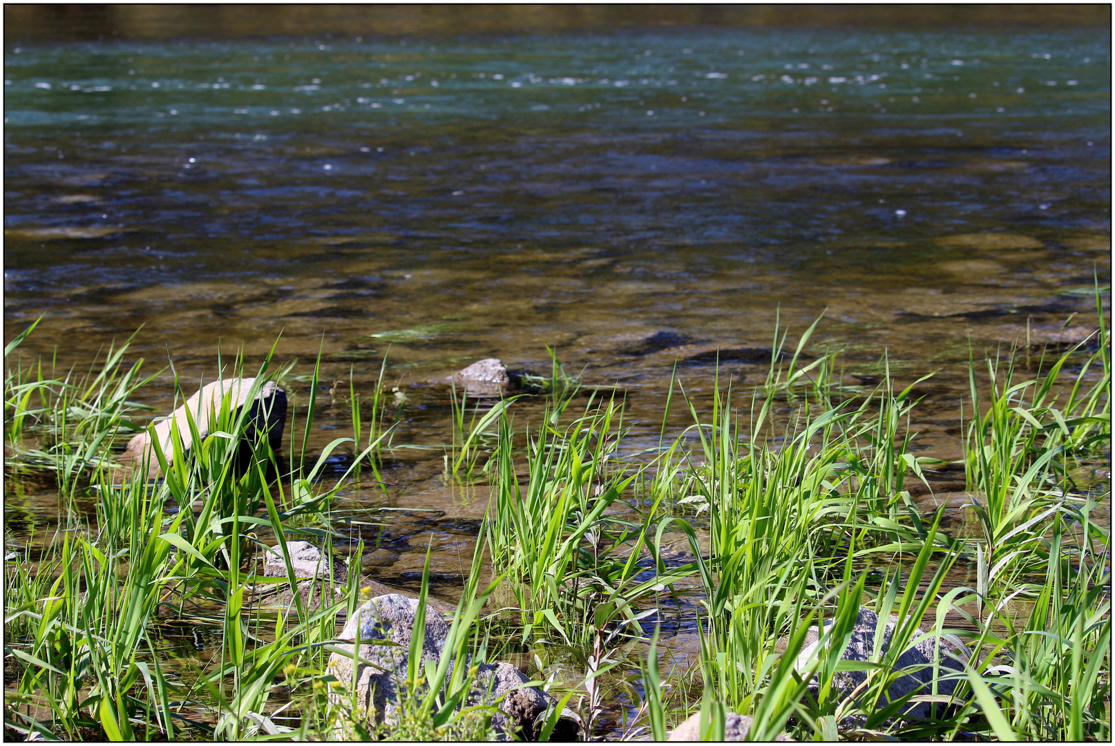 GRÄSER AM UFER