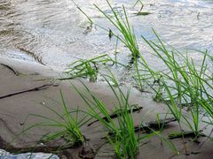 Gräser am Uferrand des Mississippi