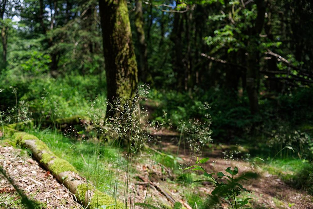 Gräser am Waldpfad Foto & Bild wald, sommer, natur Bilder auf