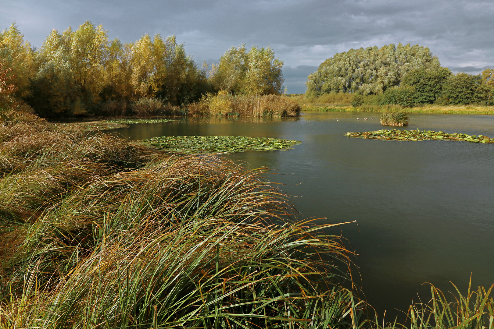 Gräser am Wasser