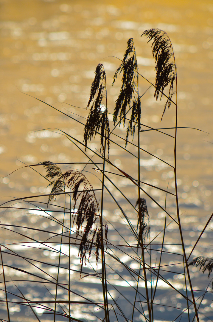 Gräser am Wasser